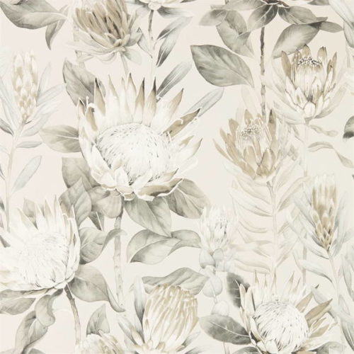 King Protea 216647